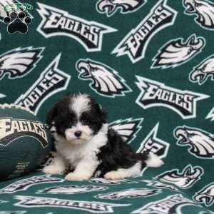 Olivia, Maltipoo Puppy